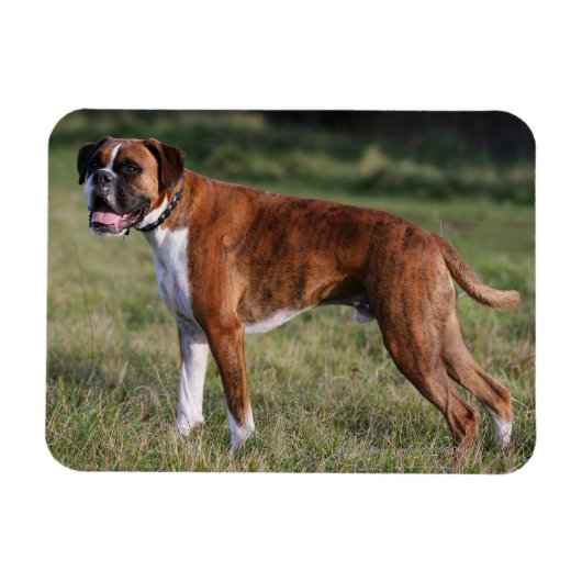 Boxer Dog Permanent Magneet (Horizontaal)