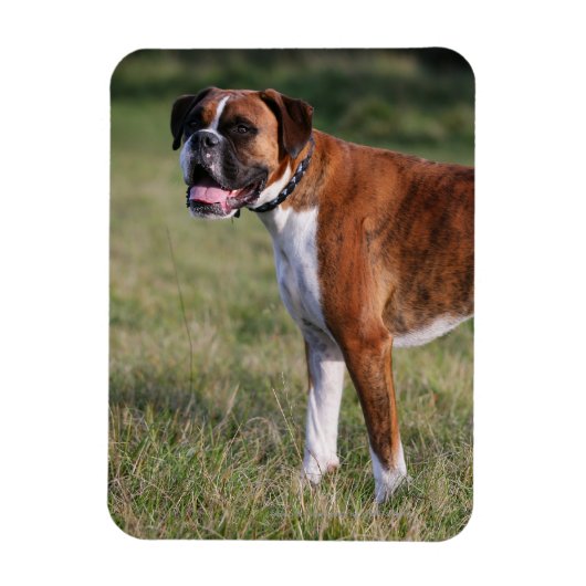 Boxer Dog Permanent Magneet (Verticaal)