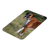 Boxer Dog Permanent Magneet (Linkerzijde)