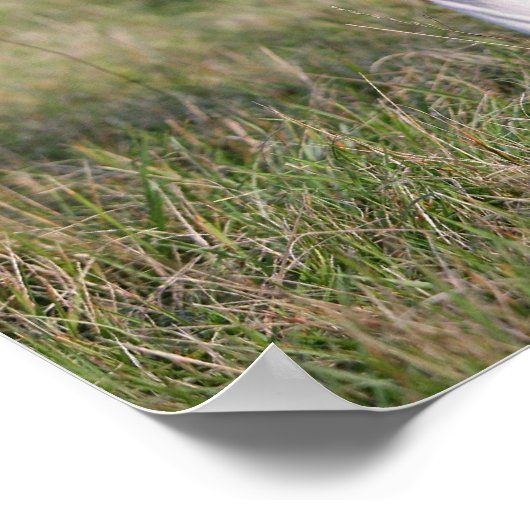 Boxer Dog Permanent Poster (Hoek)