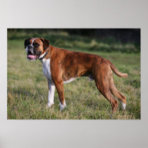 Boxer Dog Permanent Poster