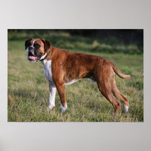 Boxer Dog Permanent Poster (Voorkant)