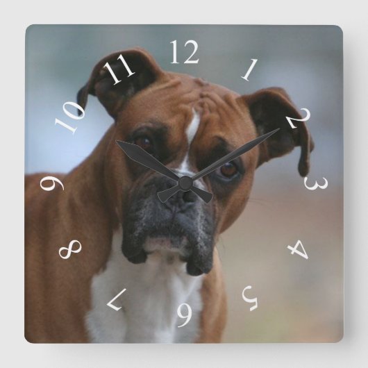 Boxer dog Portrait Square Wall klok (Voorkant)