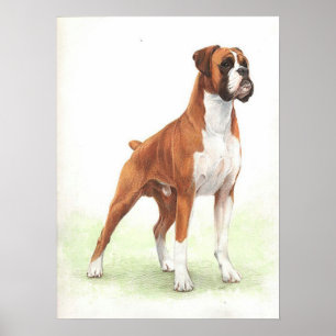 Boxer Dog Portret Poster Afdrukken