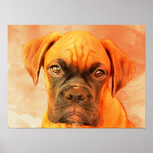 Boxer Dog poster (Voorkant)