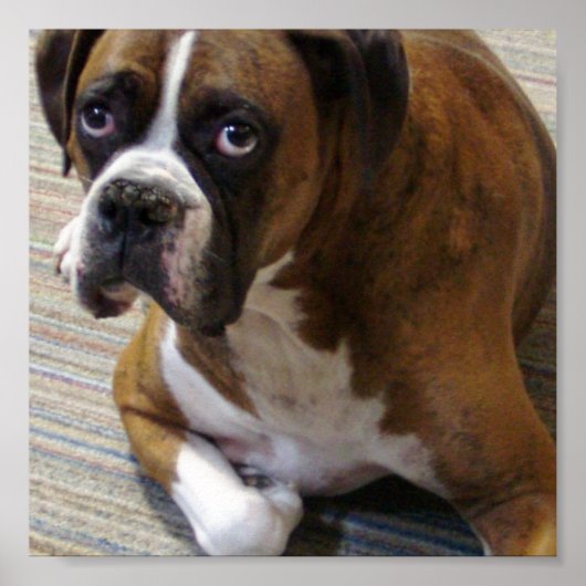 Boxer Dog Poster Print (Voorkant)