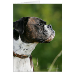 Boxer Dog-profiel