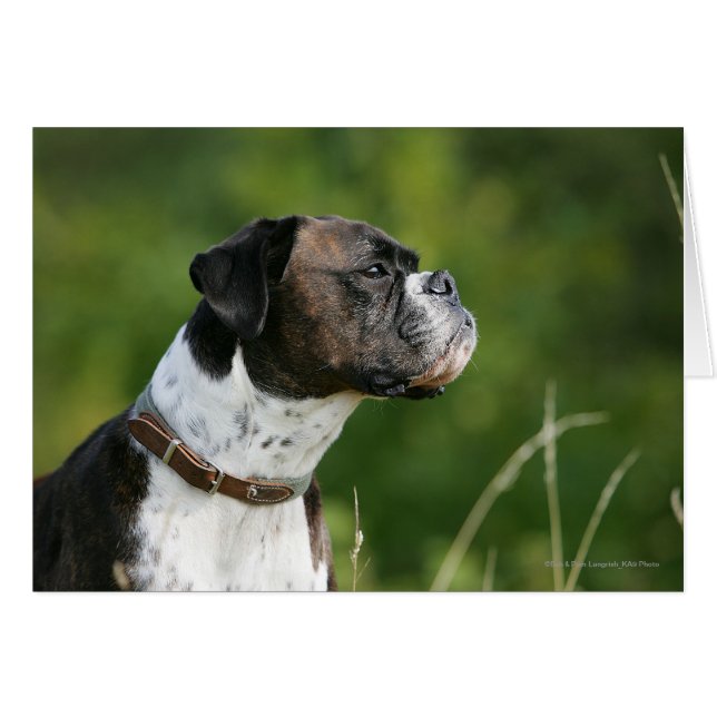 Boxer Dog-profiel (Voorkant Horizontaal)