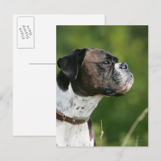Boxer Dog-profiel Briefkaart (Voorkant / Achterkant)