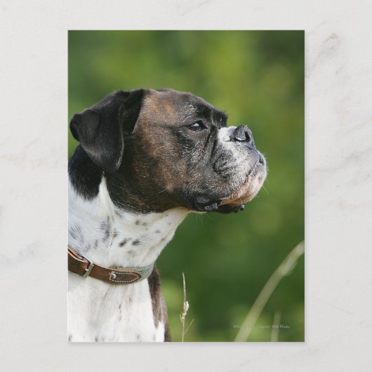 Boxer Dog-profiel Briefkaart (Voorkant)