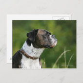 Boxer Dog-profiel Briefkaart (Voorkant / Achterkant)