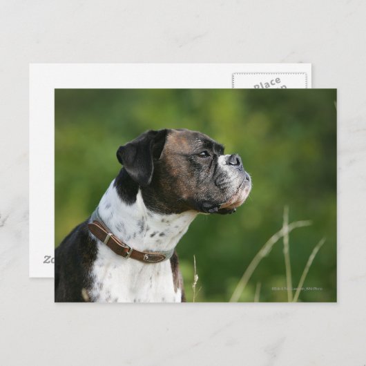 Boxer Dog-profiel Briefkaart (Voorkant / Achterkant)