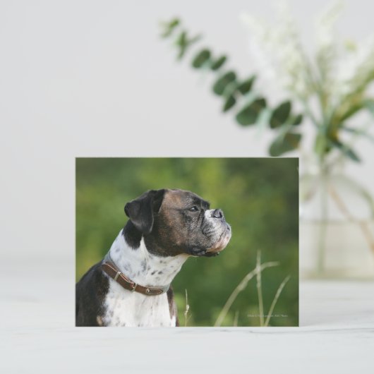 Boxer Dog-profiel Briefkaart (Staand voorkant)