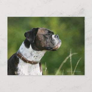 Boxer Dog-profiel Briefkaart