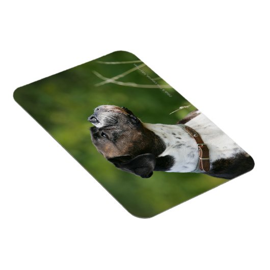 Boxer Dog-profiel Magneet (Rechterzijde)