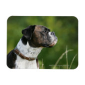 Boxer Dog-profiel Magneet (Horizontaal)