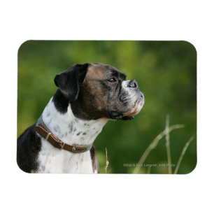 Boxer Dog-profiel Magneet
