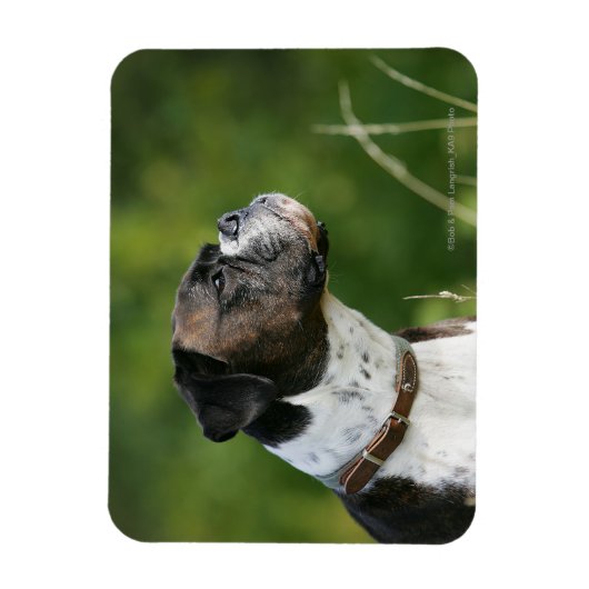 Boxer Dog-profiel Magneet (Verticaal)