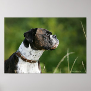 Boxer Dog-profiel Poster