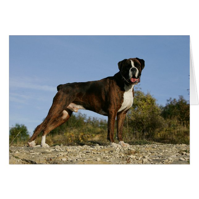Boxer Dog Show Stance (Voorkant Horizontaal)