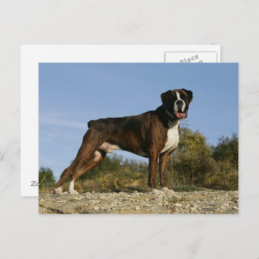 Boxer Dog Show Stance Briefkaart (Voorkant / Achterkant)
