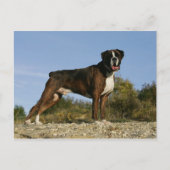 Boxer Dog Show Stance Briefkaart (Voorkant)