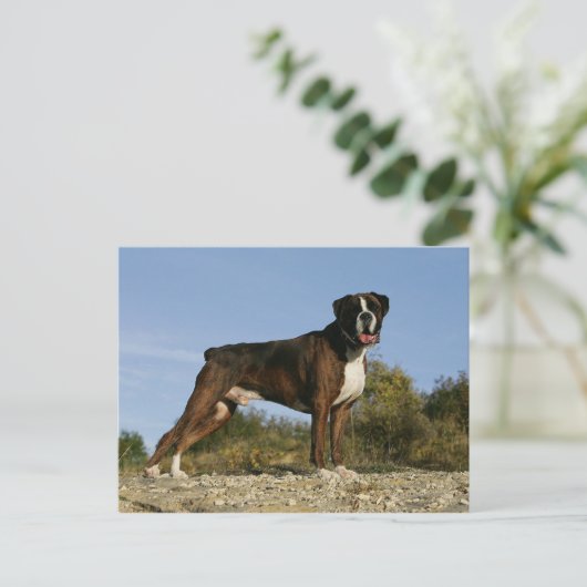 Boxer Dog Show Stance Briefkaart (Staand voorkant)