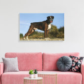 Boxer Dog Show Stance Canvas Afdruk (Insitu (Woonkamer))