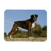 Boxer Dog Show Stance Magneet (Horizontaal)