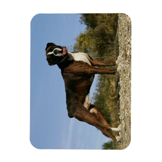 Boxer Dog Show Stance Magneet (Verticaal)
