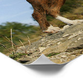 Boxer Dog Show Stance Poster (Hoek)