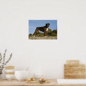 Boxer Dog Show Stance Poster (Keuken)