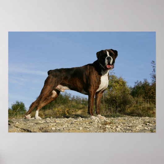 Boxer Dog Show Stance Poster (Voorkant)