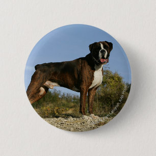 Boxer Dog Show Stance Ronde Button 5,7 Cm