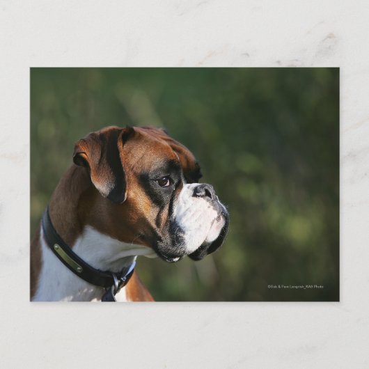 Boxer Dog Side Profile Briefkaart (Voorkant)