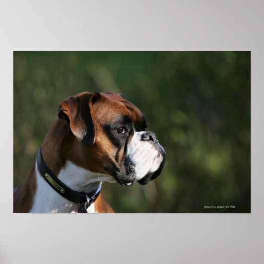Boxer Dog Side Profile Poster (Voorkant)