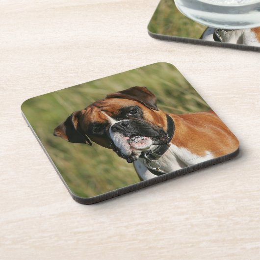 Boxer Dog Staring bij camera Bier Onderzetter (Linkerzijde)