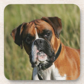 Boxer Dog Staring bij camera Bier Onderzetter (Voorkant)