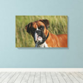 Boxer Dog Staring bij camera Canvas Afdruk (Insitu (Houten vloer))
