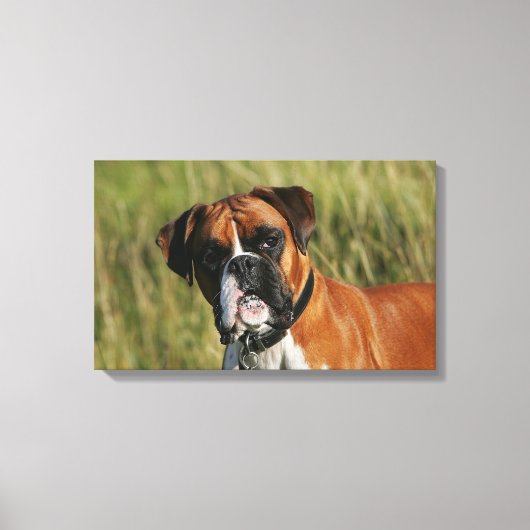 Boxer Dog Staring bij camera Canvas Afdruk (Voorkant)