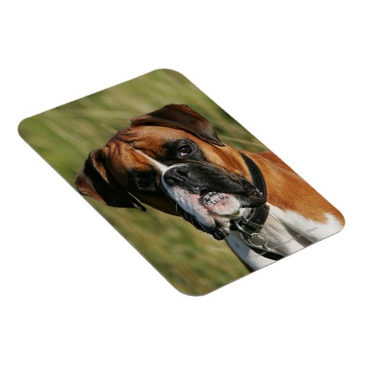 Boxer Dog Staring bij camera Magneet (Rechterzijde)