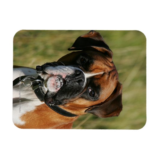 Boxer Dog Staring bij camera Magneet (Horizontaal)