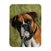 Boxer Dog Staring bij camera Magneet (Verticaal)