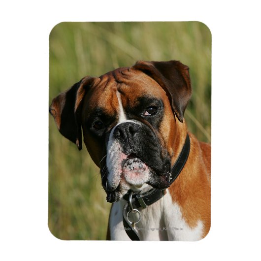 Boxer Dog Staring bij camera Magneet (Verticaal)