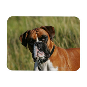 Boxer Dog Staring bij camera Magneet