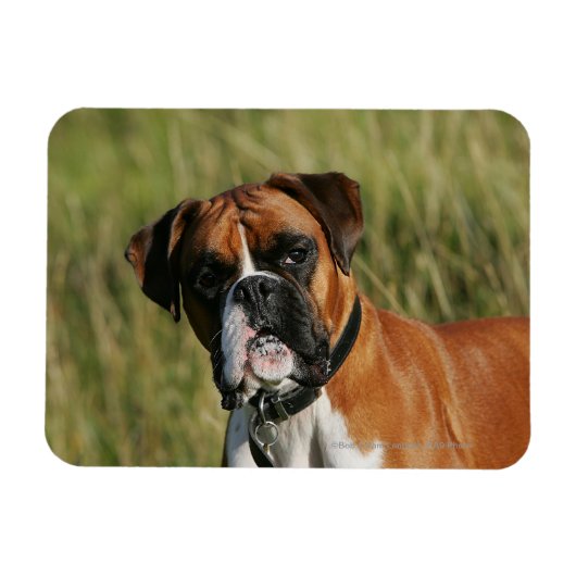 Boxer Dog Staring bij camera Magneet (Horizontaal)