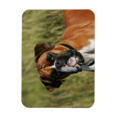 Boxer Dog Staring bij camera Magneet (Verticaal)