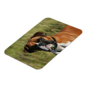 Boxer Dog Staring bij camera Magneet (Linkerzijde)