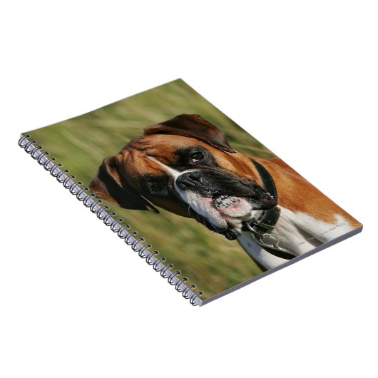 Boxer Dog Staring bij camera Notitieboek (Rechterzijde)