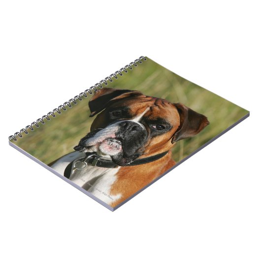 Boxer Dog Staring bij camera Notitieboek (Linkerzijde)